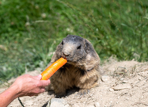 Widok z hotelu Do Campe